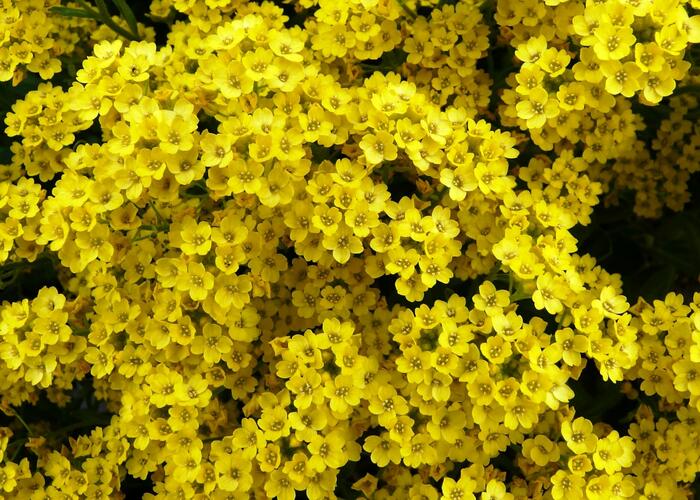 Tařice skalní - Alyssum saxatile