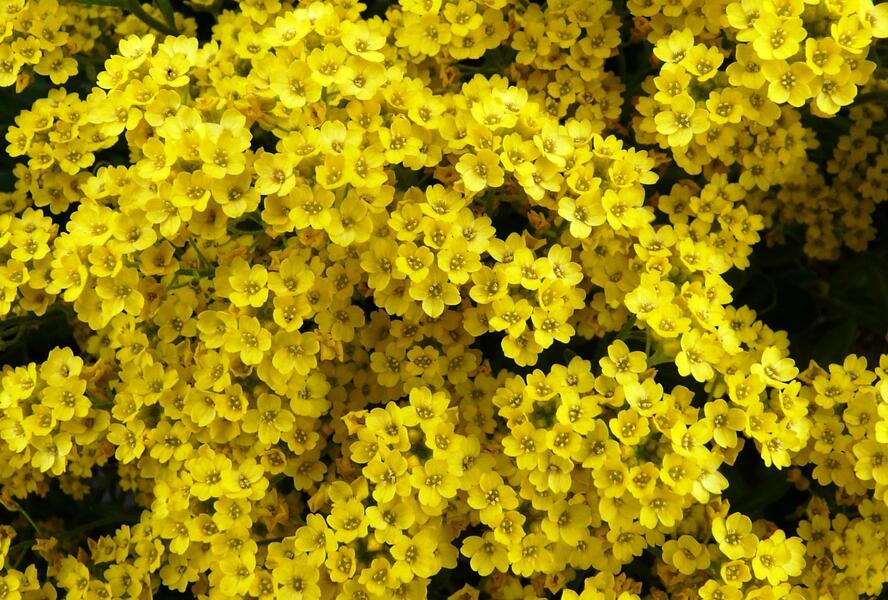 Tařice skalní - Alyssum saxatile