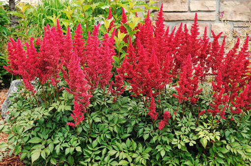 Čechrava Arendsova 'Astary Rose' - Astilbe arendsii 'Astary Rose'