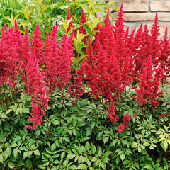 Čechrava Arendsova 'Astary Rose' - Astilbe arendsii 'Astary Rose'