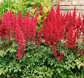 Čechrava Arendsova 'Astary Rose' - Astilbe arendsii 'Astary Rose'