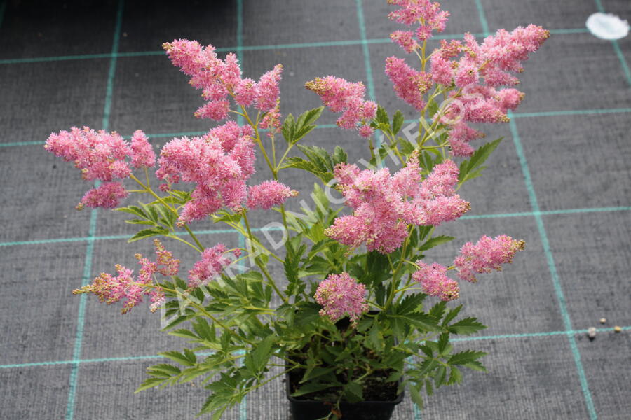 Čechrava Arendsova 'Astary Light Rose' - Astilbe arendsii 'Astary Light Rose'