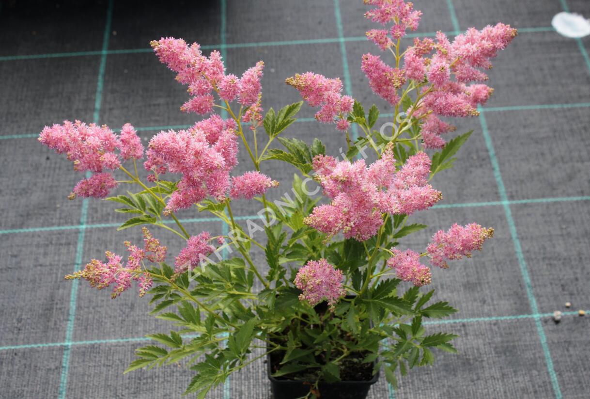 Čechrava Arendsova 'Astary Light Rose' - Astilbe arendsii 'Astary Light Rose'