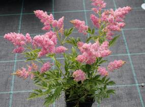 Čechrava Arendsova 'Astary Light Rose' - Astilbe arendsii 'Astary Light Rose'