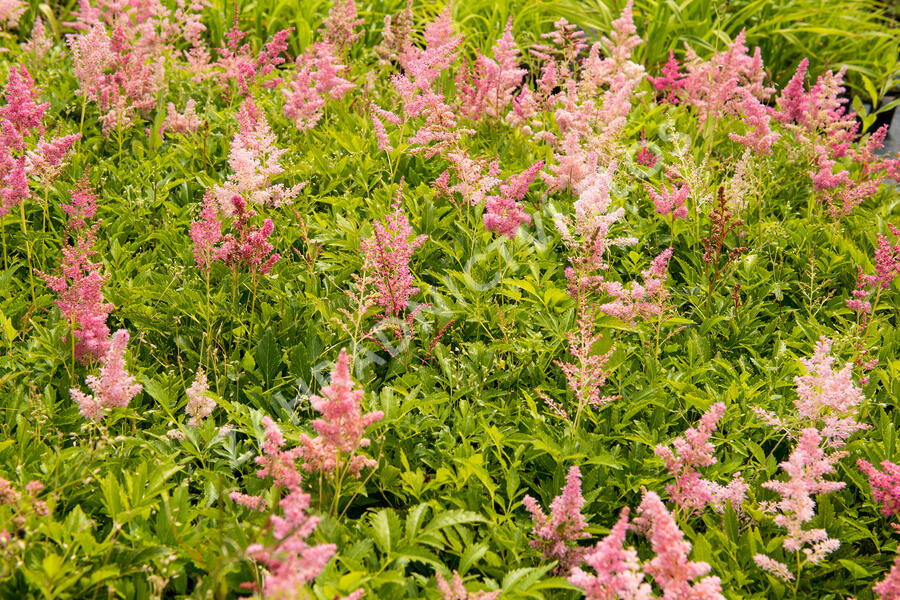 Čechrava Arendsova 'Astary Light Rose' - Astilbe arendsii 'Astary Light Rose'