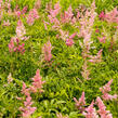 Čechrava Arendsova 'Astary Light Rose' - Astilbe arendsii 'Astary Light Rose'