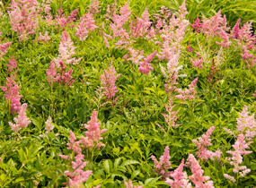 Čechrava Arendsova 'Astary Light Rose' - Astilbe arendsii 'Astary Light Rose'