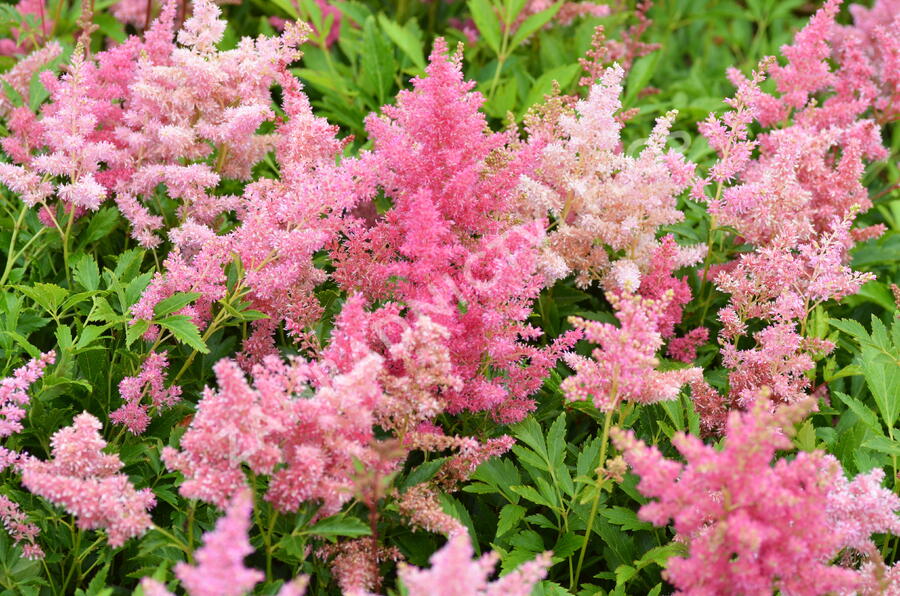 Čechrava Arendsova 'Astary Light Rose' - Astilbe arendsii 'Astary Light Rose'