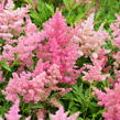 Čechrava Arendsova 'Astary Light Rose' - Astilbe arendsii 'Astary Light Rose'