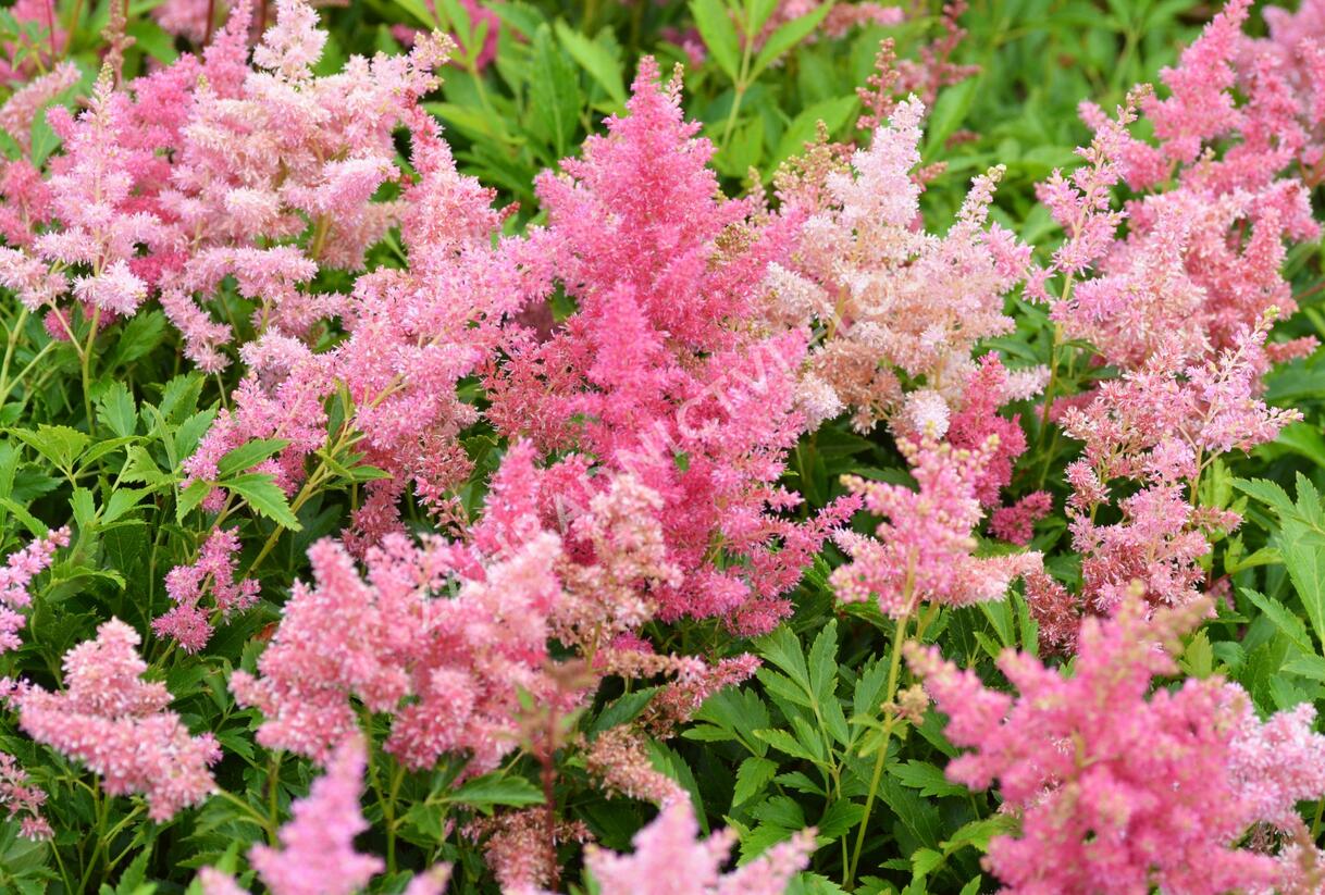 Čechrava Arendsova 'Astary Light Rose' - Astilbe arendsii 'Astary Light Rose'