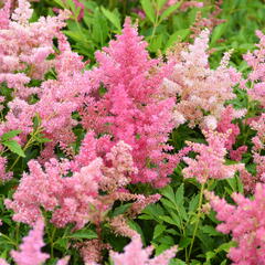 Čechrava Arendsova 'Astary Light Rose' - Astilbe arendsii 'Astary Light Rose'