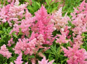 Čechrava Arendsova 'Astary Light Rose' - Astilbe arendsii 'Astary Light Rose'