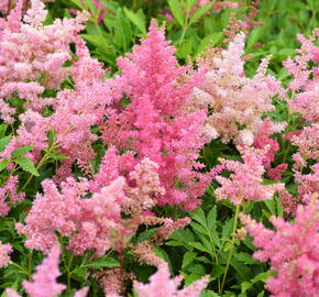 Čechrava Arendsova 'Astary Light Rose' - Astilbe arendsii 'Astary Light Rose'