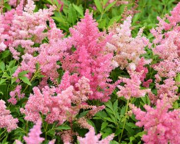 Čechrava Arendsova 'Astary Light Rose'