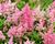 Čechrava Arendsova 'Astary Light Rose'
