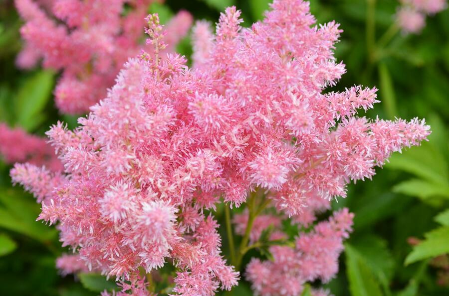 Čechrava Arendsova 'Astary Light Rose' - Astilbe arendsii 'Astary Light Rose'
