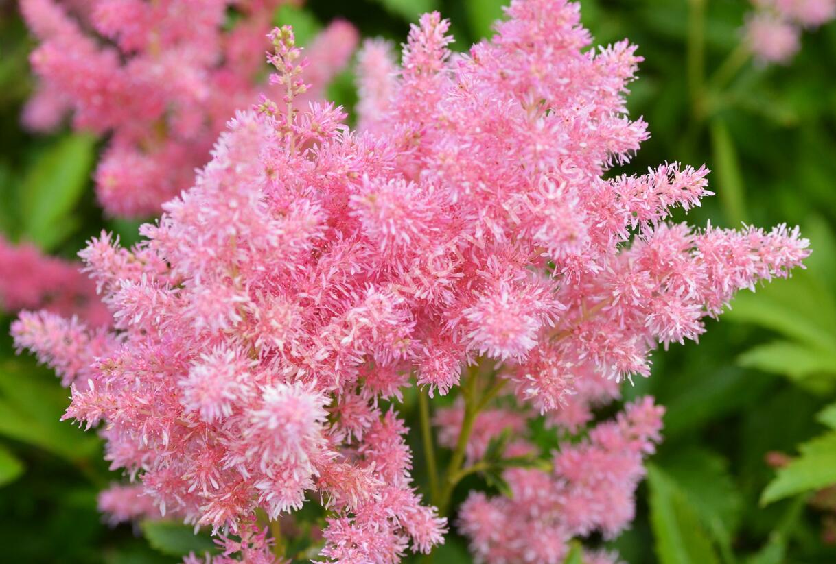 Čechrava Arendsova 'Astary Light Rose' - Astilbe arendsii 'Astary Light Rose'