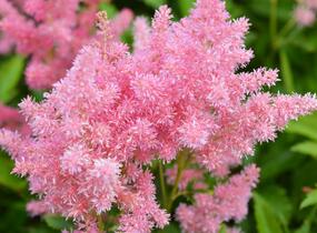 Čechrava Arendsova 'Astary Light Rose' - Astilbe arendsii 'Astary Light Rose'
