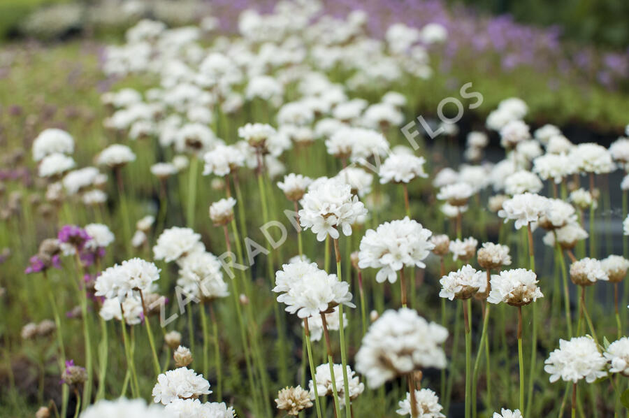 Trávnička přímořská 'Ballerina White' - Armeria maritima 'Ballerina White'