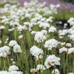 Trávnička přímořská 'Ballerina White' - Armeria maritima 'Ballerina White'