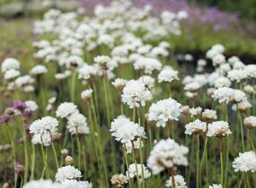 Trávnička přímořská 'Ballerina White' - Armeria maritima 'Ballerina White'
