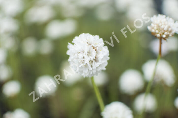 Trávnička přímořská 'Ballerina White' - Armeria maritima 'Ballerina White'