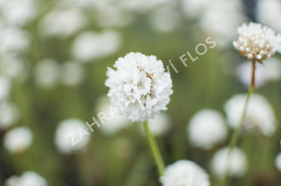 Trávnička přímořská 'Ballerina White' - Armeria maritima 'Ballerina White'