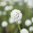 Trávnička přímořská 'Ballerina White' - Armeria maritima 'Ballerina White'