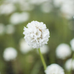 Trávnička přímořská 'Ballerina White' - Armeria maritima 'Ballerina White'
