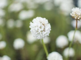 Trávnička přímořská 'Ballerina White' - Armeria maritima 'Ballerina White'