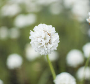 Trávnička přímořská 'Ballerina White' - Armeria maritima 'Ballerina White'