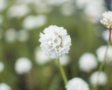Trávnička přímořská 'Ballerina White'