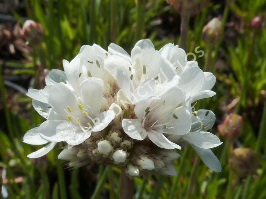 Trávnička přímořská 'Ballerina White' - Armeria maritima 'Ballerina White'