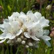 Trávnička přímořská 'Ballerina White' - Armeria maritima 'Ballerina White'