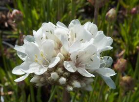 Trávnička přímořská 'Ballerina White' - Armeria maritima 'Ballerina White'
