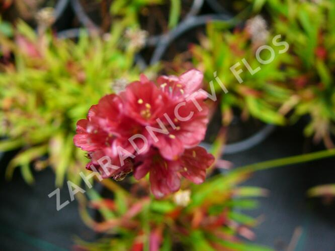 Trávnička přímořská 'Ballerina Red' - Armeria maritima 'Ballerina Red'