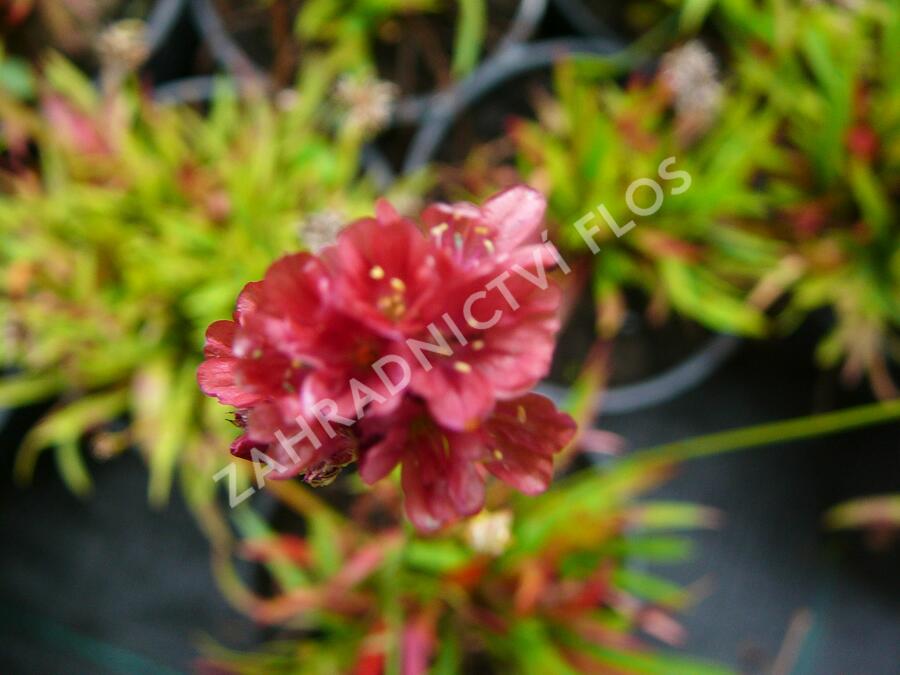 Trávnička přímořská 'Ballerina Red' - Armeria maritima 'Ballerina Red'