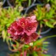 Trávnička přímořská 'Ballerina Red' - Armeria maritima 'Ballerina Red'