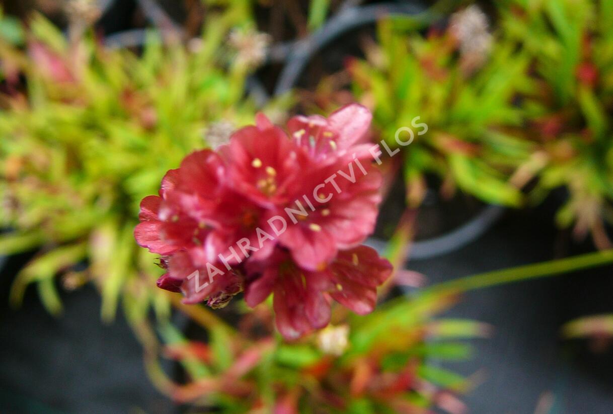 Trávnička přímořská 'Ballerina Red' - Armeria maritima 'Ballerina Red'