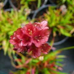 Trávnička přímořská 'Ballerina Red' - Armeria maritima 'Ballerina Red'