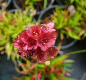 Trávnička přímořská 'Ballerina Red' - Armeria maritima 'Ballerina Red'