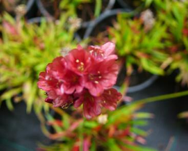 Trávnička přímořská 'Ballerina Red'