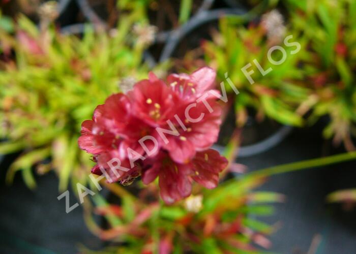 Trávnička přímořská 'Ballerina Red' - Armeria maritima 'Ballerina Red'
