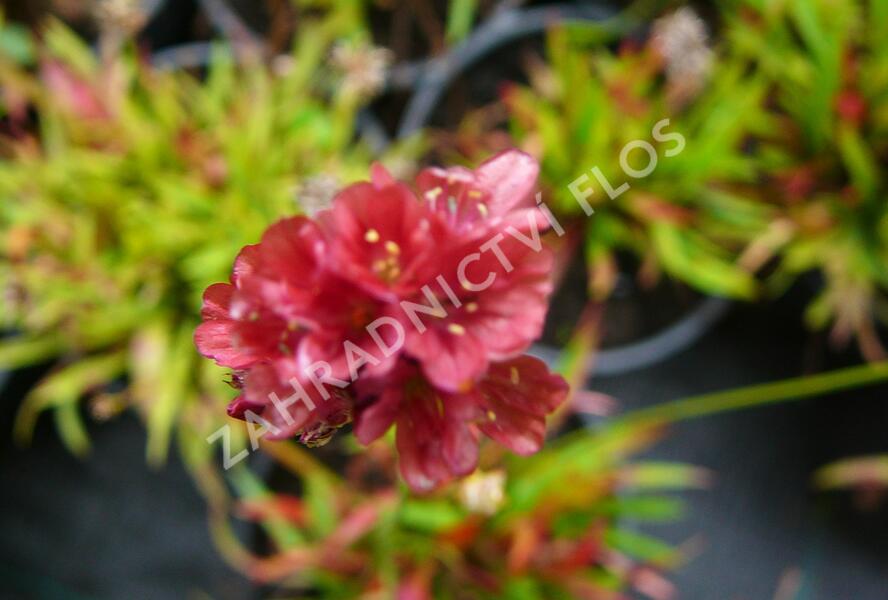 Trávnička přímořská 'Ballerina Red' - Armeria maritima 'Ballerina Red'