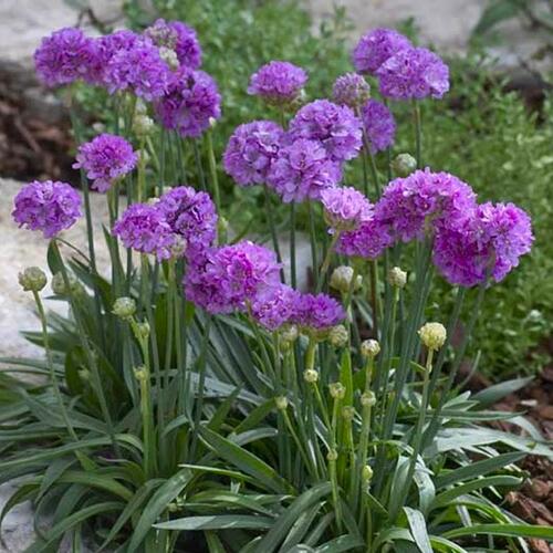 Trávnička přímořská  'Ballerina Lilac' - Armeria maritima 'Ballerina Lilac'