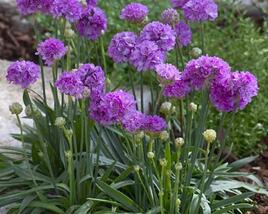 Trávnička přímořská 'Ballerina Lilac'
