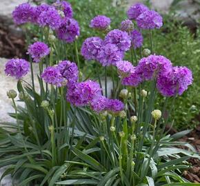 Trávnička přímořská  'Ballerina Lilac' - Armeria maritima 'Ballerina Lilac'