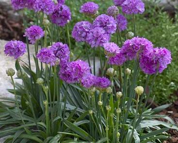 Trávnička přímořská 'Ballerina Lilac'