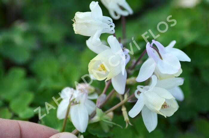 Orlíček vějířovitý 'Cameo White' - Aquilegia flabellata 'Cameo White'