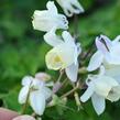Orlíček vějířovitý 'Cameo White' - Aquilegia flabellata 'Cameo White'